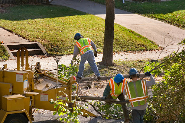 Emergency Storm Tree Removal in Yukon, OK